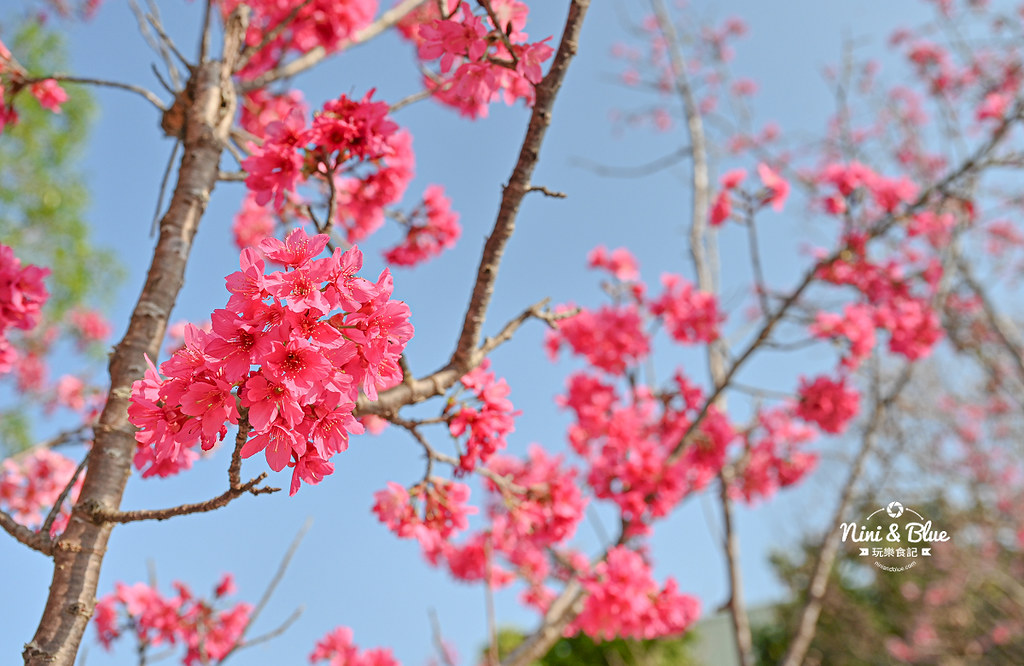 新社S彎道櫻花公園 台中賞櫻花景點04 新社S彎道櫻花公園 台中賞櫻花景點04