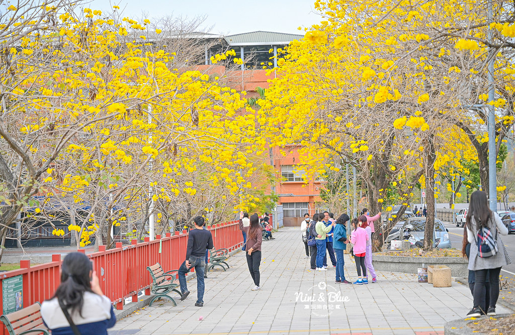 南投草屯 南開科技大學黃花風鈴木 黃金15