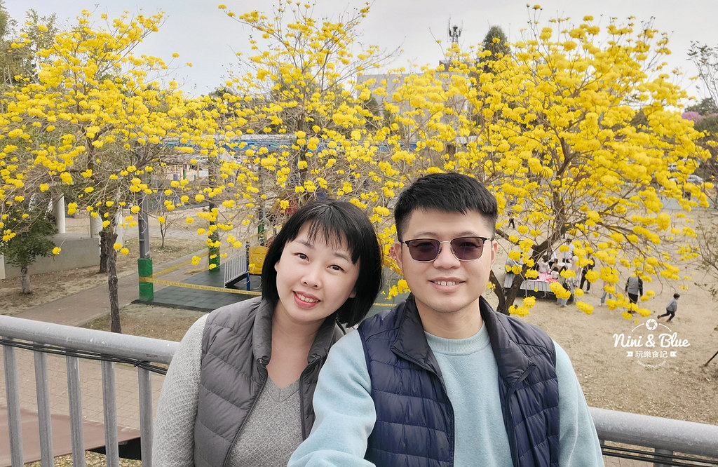 南投草屯 南開科技大學黃花風鈴木 黃金20
