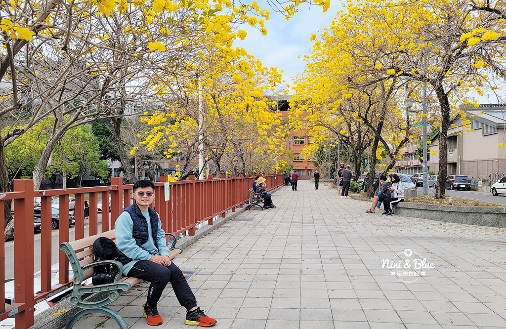 南投草屯 南開科技大學黃花風鈴木 黃金18