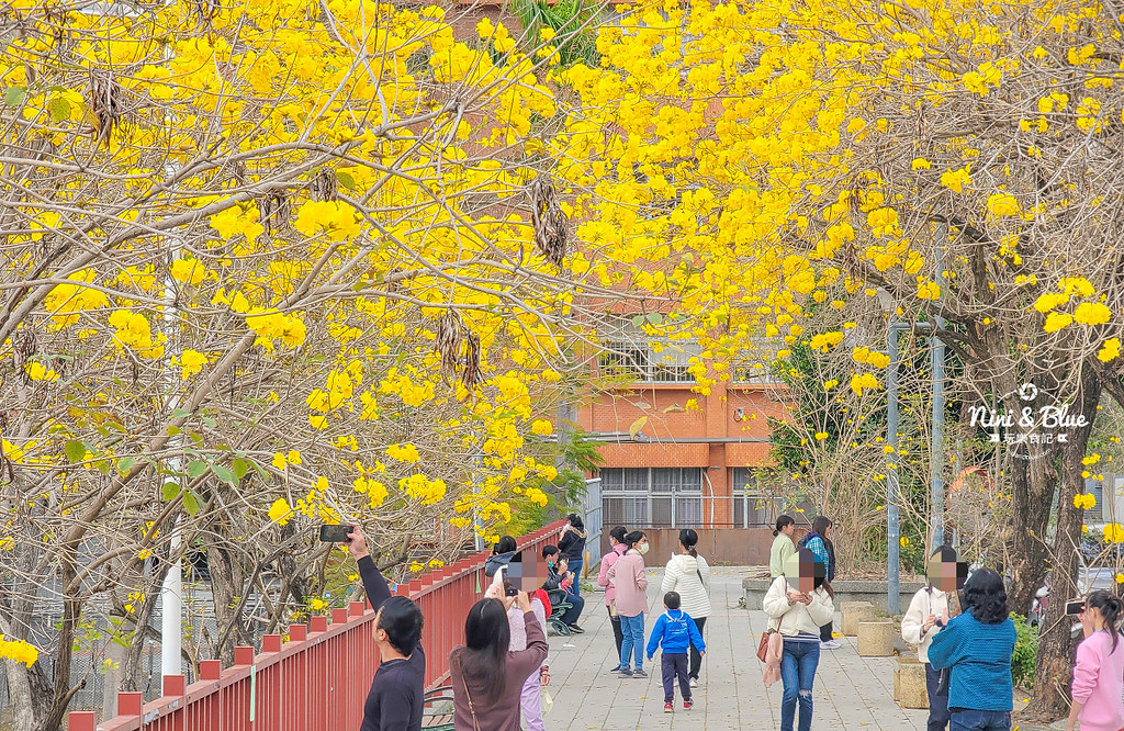 南投草屯 南開科技大學黃花風鈴木 黃金08