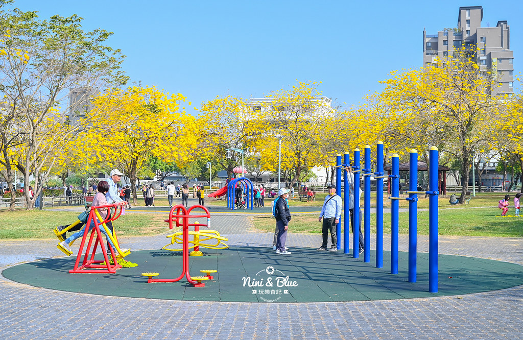 部子公園  黃花風鈴木 台中10
