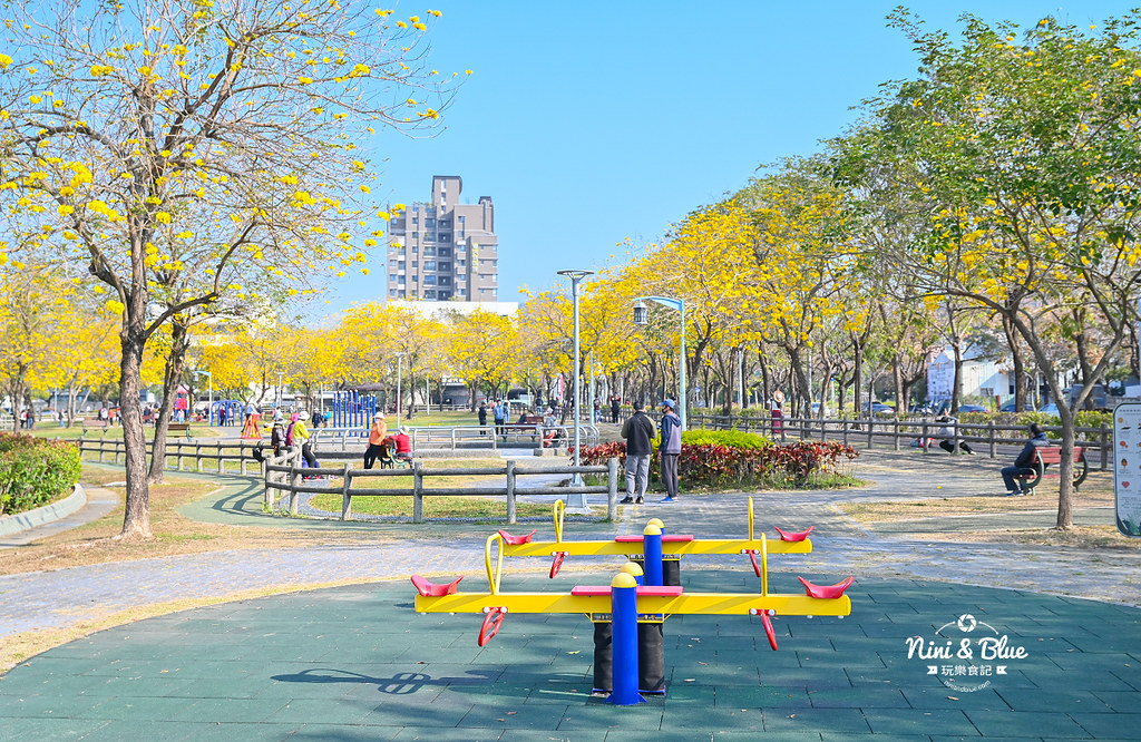 部子公園  黃花風鈴木 台中09