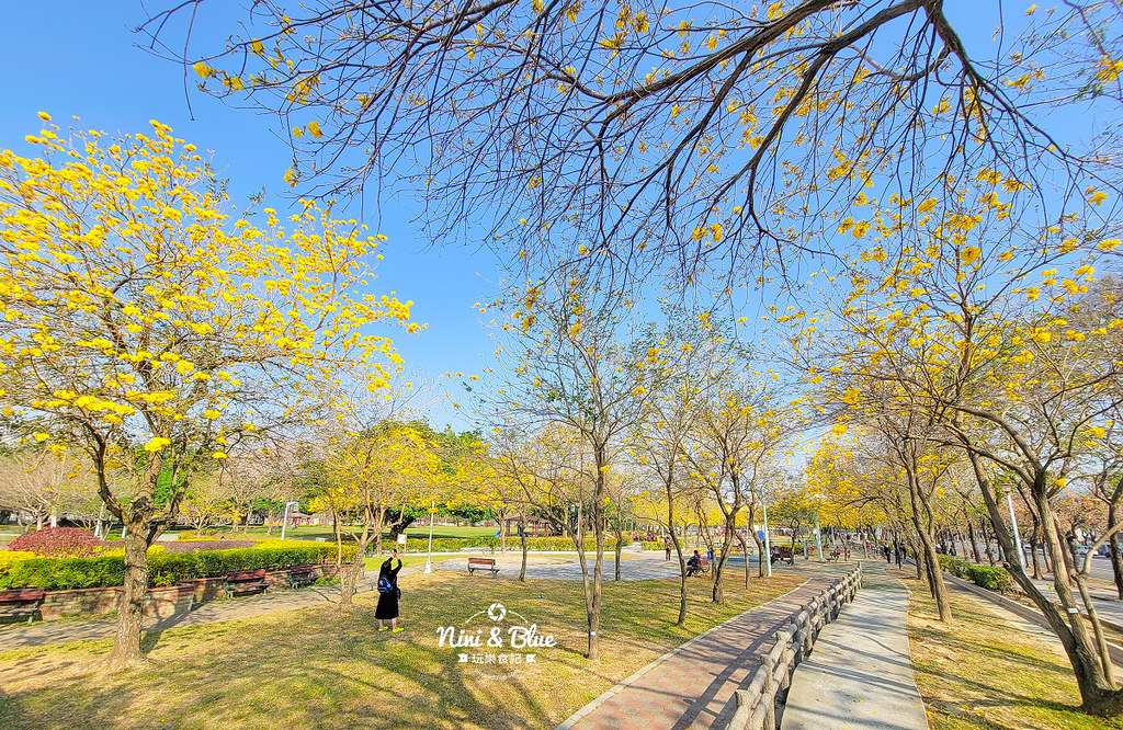 部子公園  黃花風鈴木 台中04
