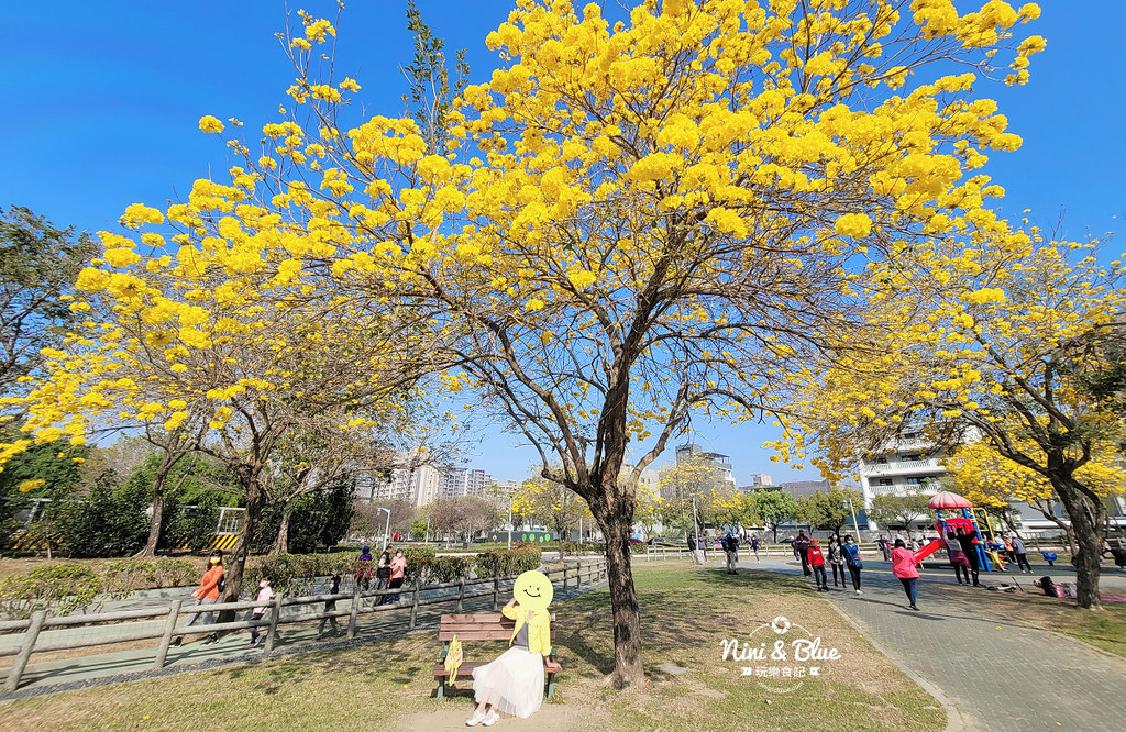 部子公園  黃花風鈴木 台中15