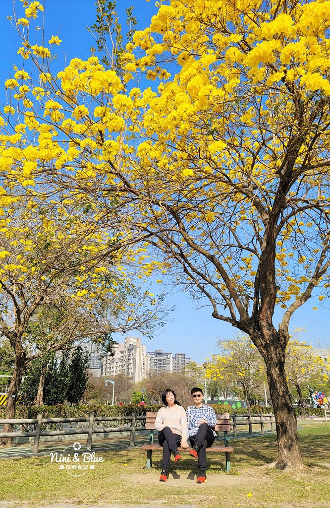 部子公園  黃花風鈴木 台中13