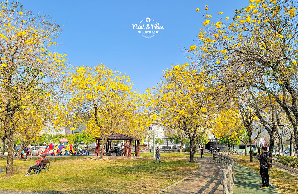 部子公園  黃花風鈴木 台中06