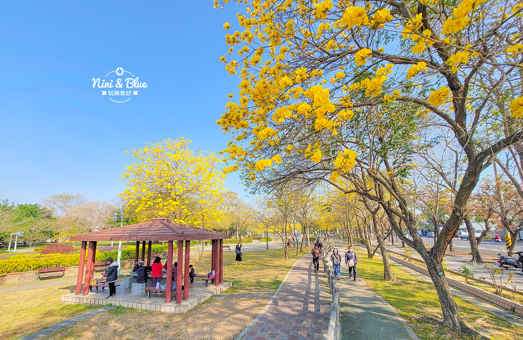 部子公園  黃花風鈴木 台中03