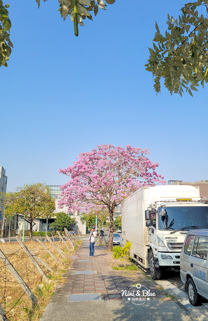 部子公園  黃花風鈴木 台中01