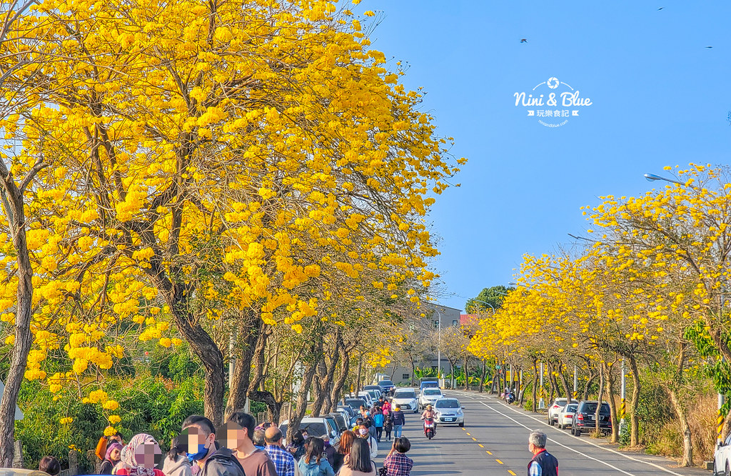 彰化芬園寶藏寺黃花風鈴木 黃金03 彰化芬園寶藏寺黃花風鈴木 黃金03