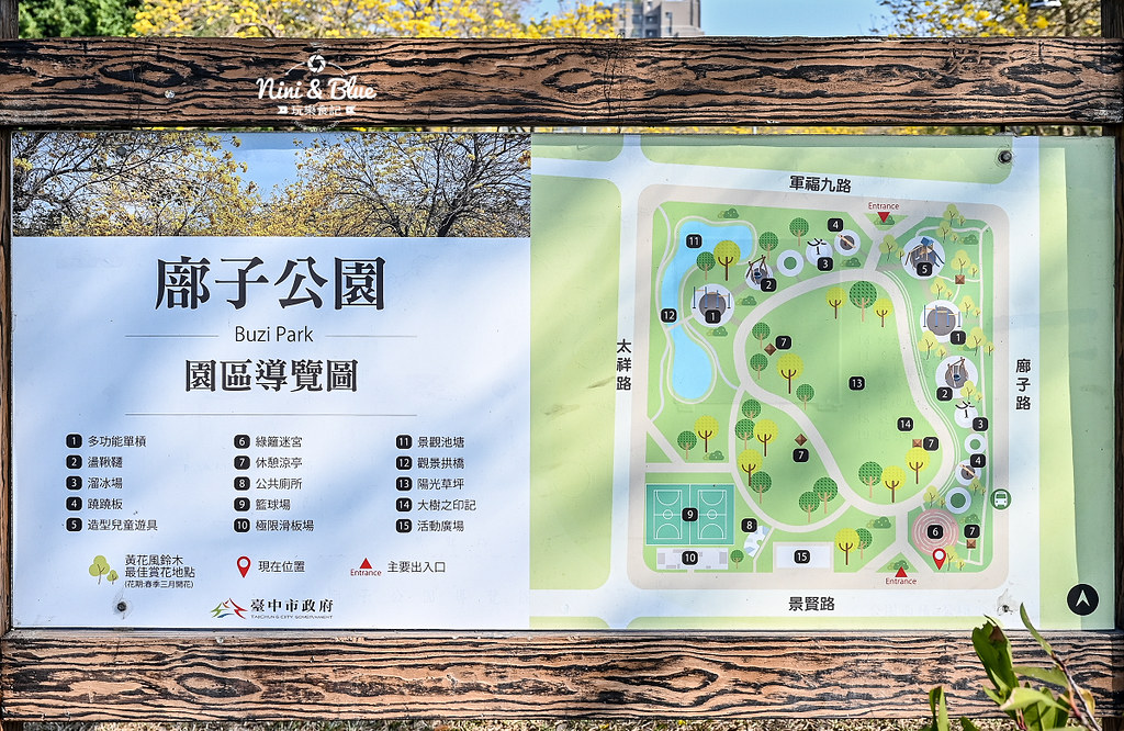 部子公園  黃花風鈴木 台中08