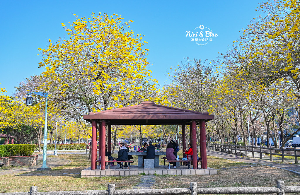 部子公園  黃花風鈴木 台中07