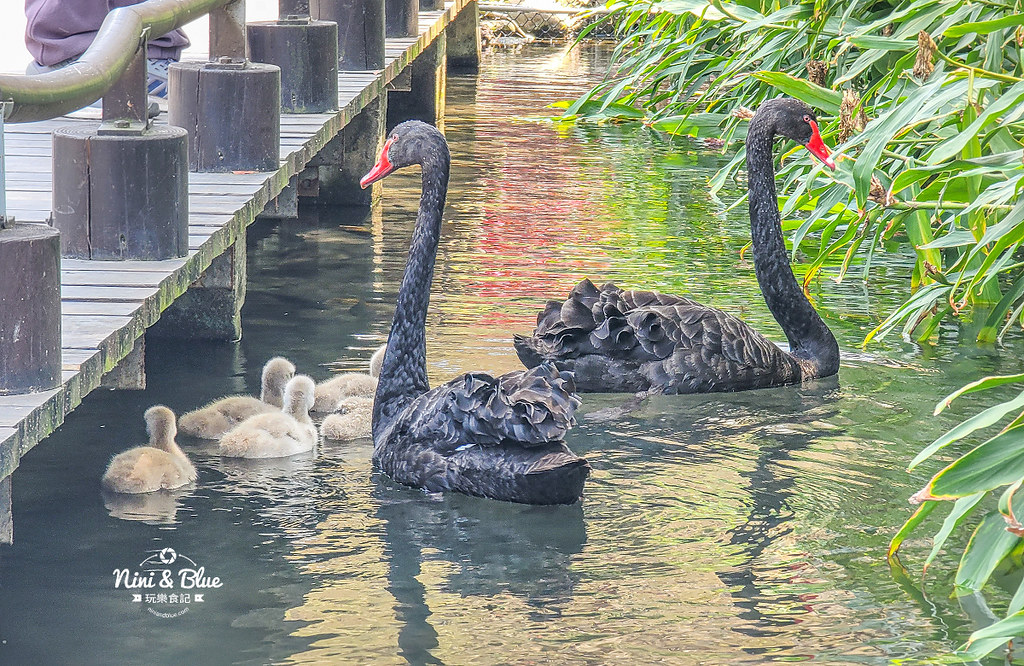 秋紅谷景觀生態公園 黑天鵝寶寶 台中免費景點30