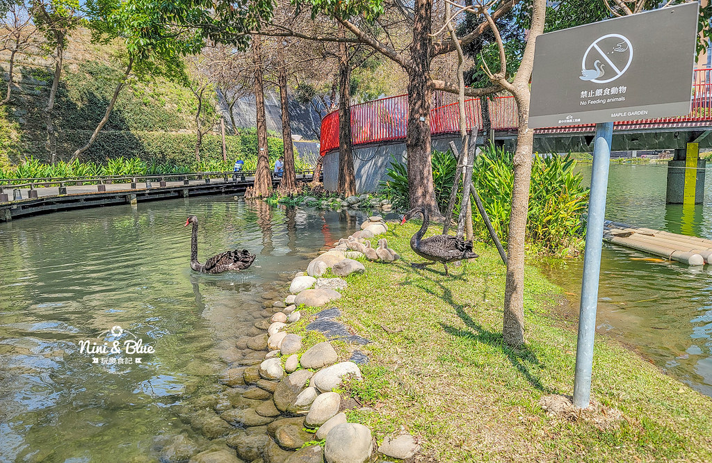 秋紅谷景觀生態公園 黑天鵝寶寶 台中免費景點16