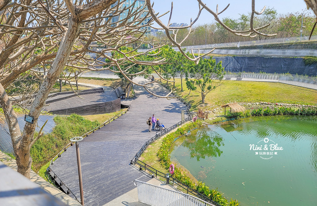 秋紅谷景觀生態公園 黑天鵝寶寶 台中免費景點03