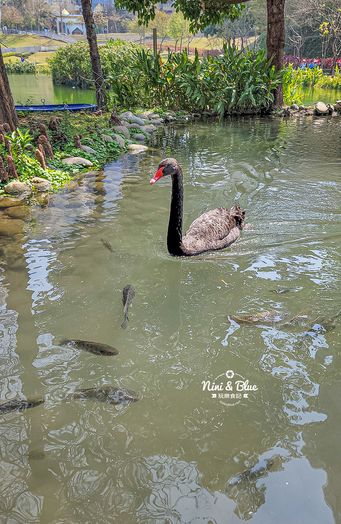 秋紅谷景觀生態公園 黑天鵝寶寶 台中免費景點26