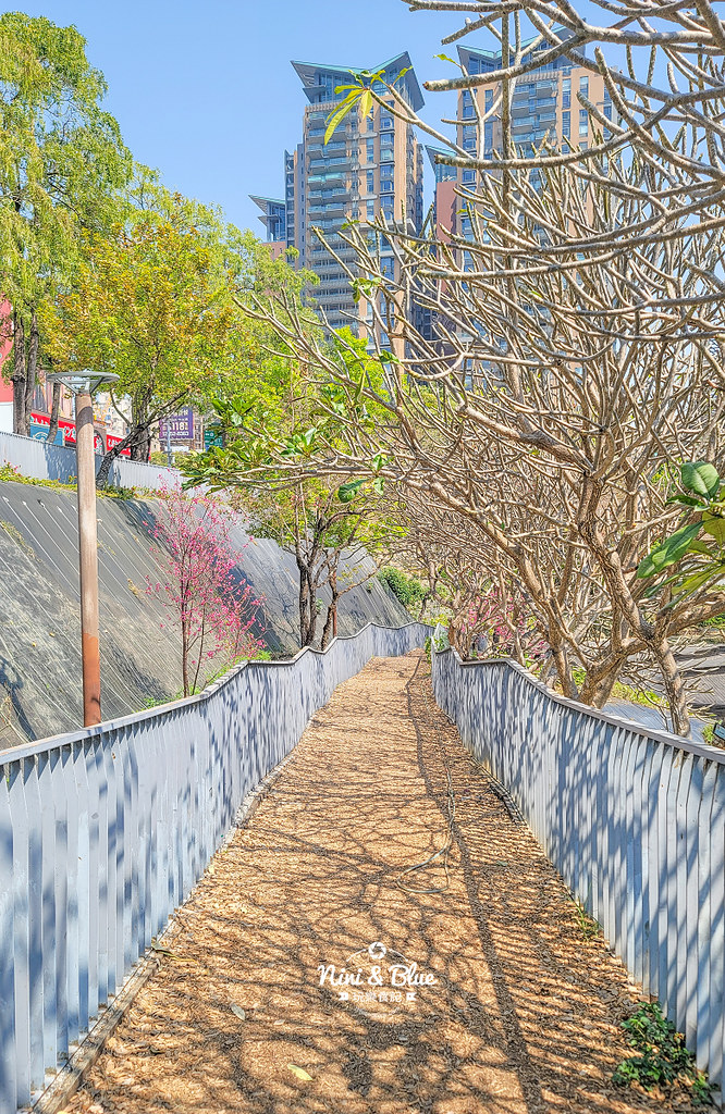 秋紅谷景觀生態公園 黑天鵝寶寶 台中免費景點02