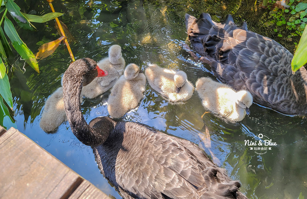 秋紅谷景觀生態公園 黑天鵝寶寶 台中免費景點27