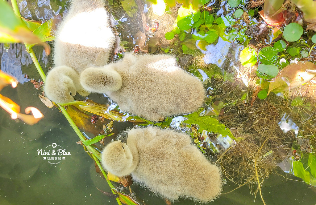 秋紅谷景觀生態公園 黑天鵝寶寶 台中免費景點25