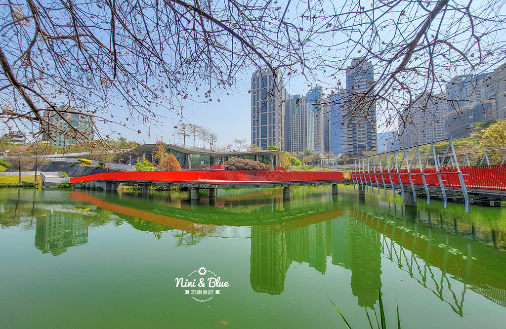 秋紅谷景觀生態公園 黑天鵝寶寶 台中免費景點11
