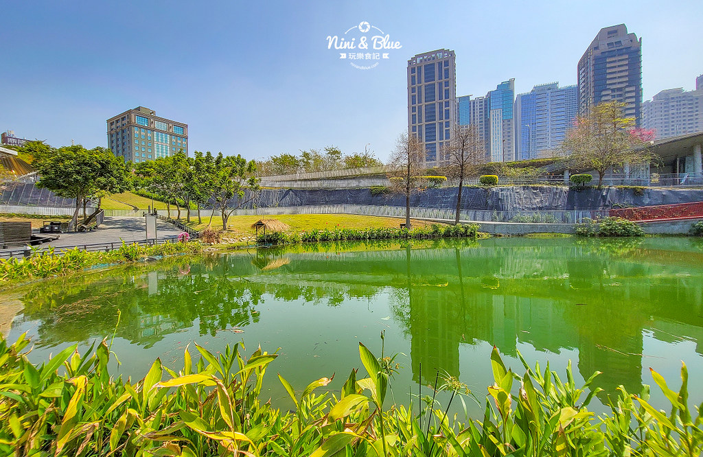 秋紅谷景觀生態公園 黑天鵝寶寶 台中免費景點07