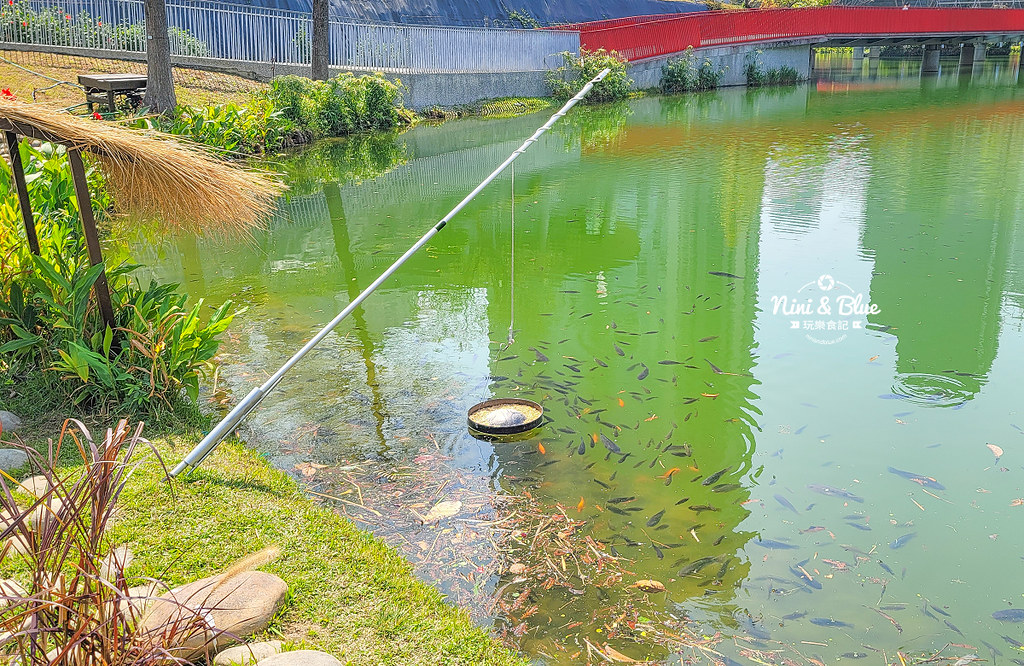 秋紅谷景觀生態公園 黑天鵝寶寶 台中免費景點05