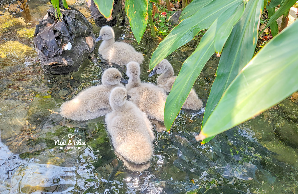 秋紅谷景觀生態公園 黑天鵝寶寶 台中免費景點32