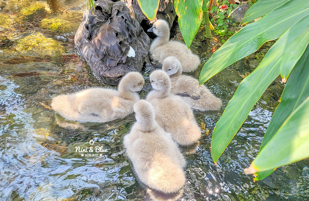秋紅谷景觀生態公園 黑天鵝寶寶 台中免費景點31