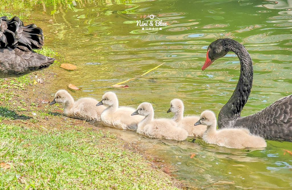 秋紅谷景觀生態公園 黑天鵝寶寶 台中免費景點15