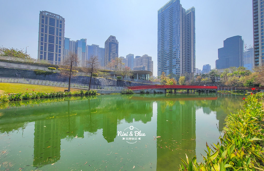 秋紅谷景觀生態公園 黑天鵝寶寶 台中免費景點06