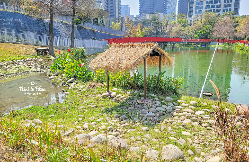 秋紅谷景觀生態公園 黑天鵝寶寶 台中免費景點04