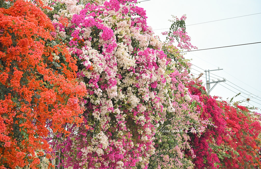田中九重葛花牆 草日金道 彰化田中景點07