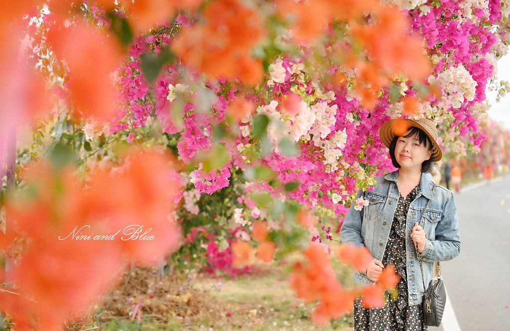 田中九重葛花牆 草日金道 彰化田中景點10
