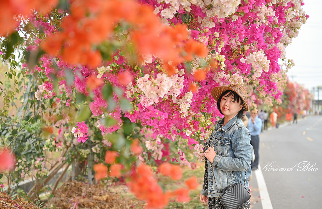 田中九重葛花牆 草日金道 彰化田中景點09