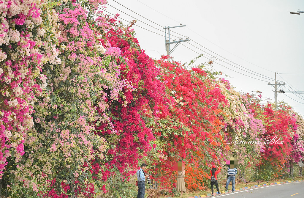 田中九重葛花牆 草日金道 彰化田中景點06
