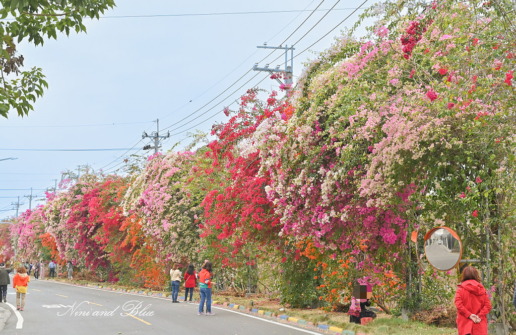田中九重葛花牆 草日金道 彰化田中景點01