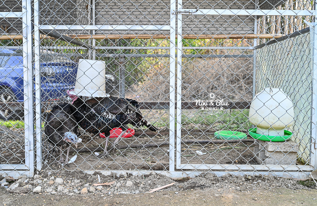 威爾森的農場 門票菜單台中景點餵動物31