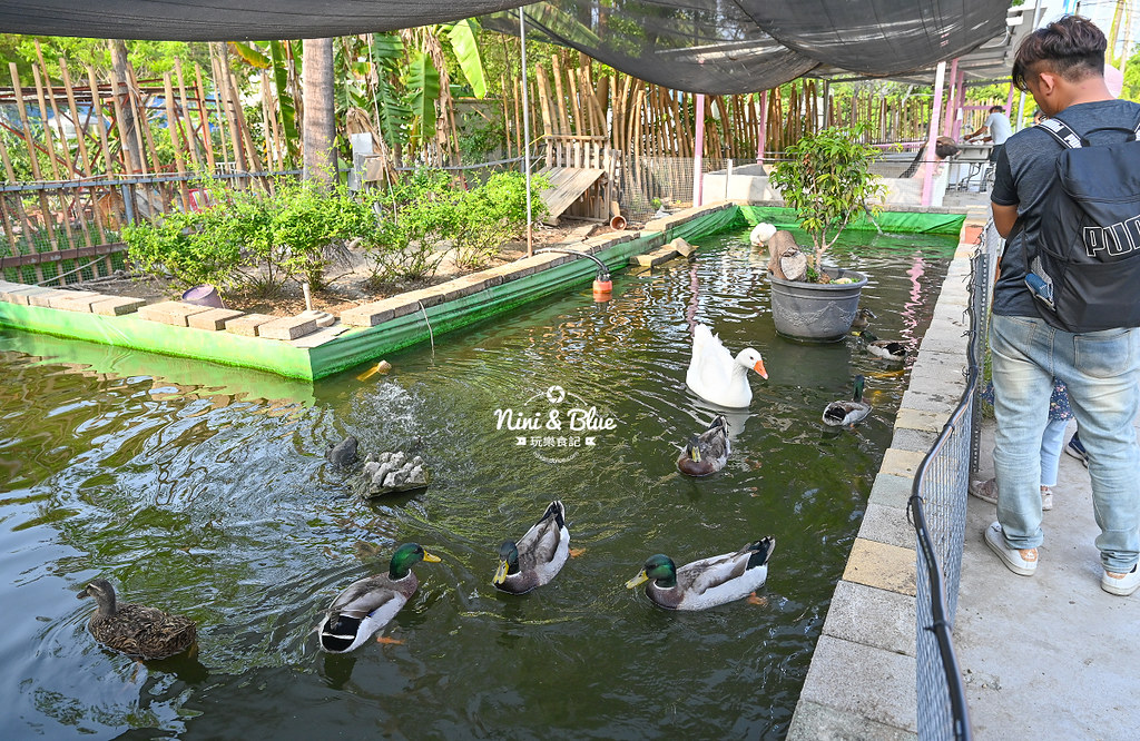 威爾森的農場 門票菜單台中景點餵動物42