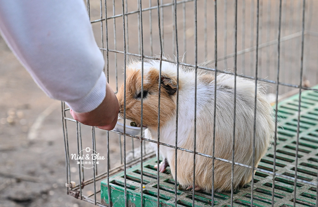 威爾森的農場 門票菜單台中景點餵動物30