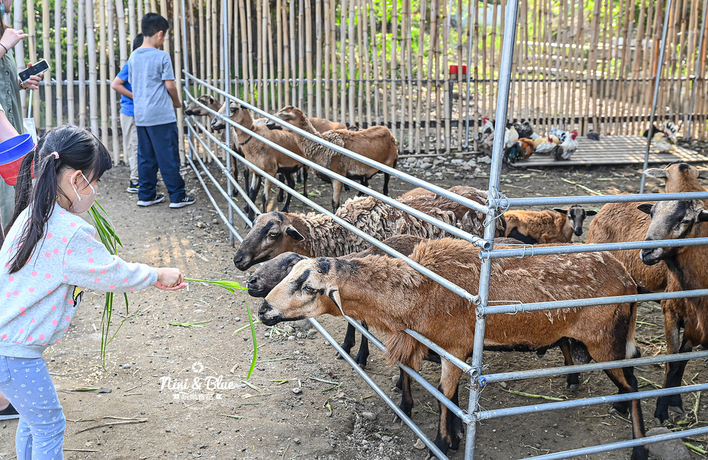 威爾森的農場 門票菜單台中景點餵動物29