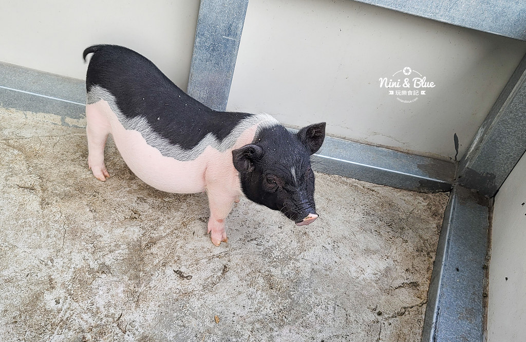威爾森的農場 門票菜單台中景點餵動物07