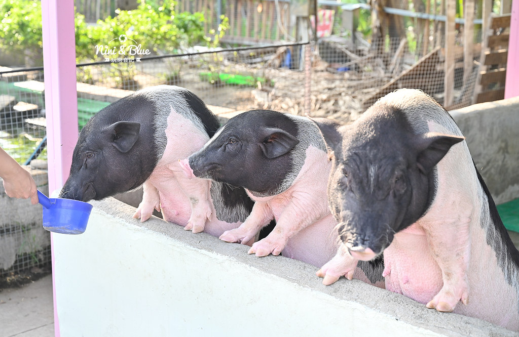 威爾森的農場 門票菜單台中景點餵動物41
