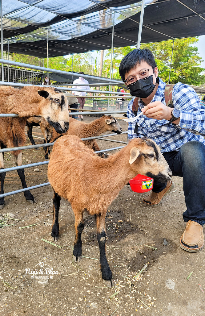威爾森的農場 門票菜單台中景點餵動物20