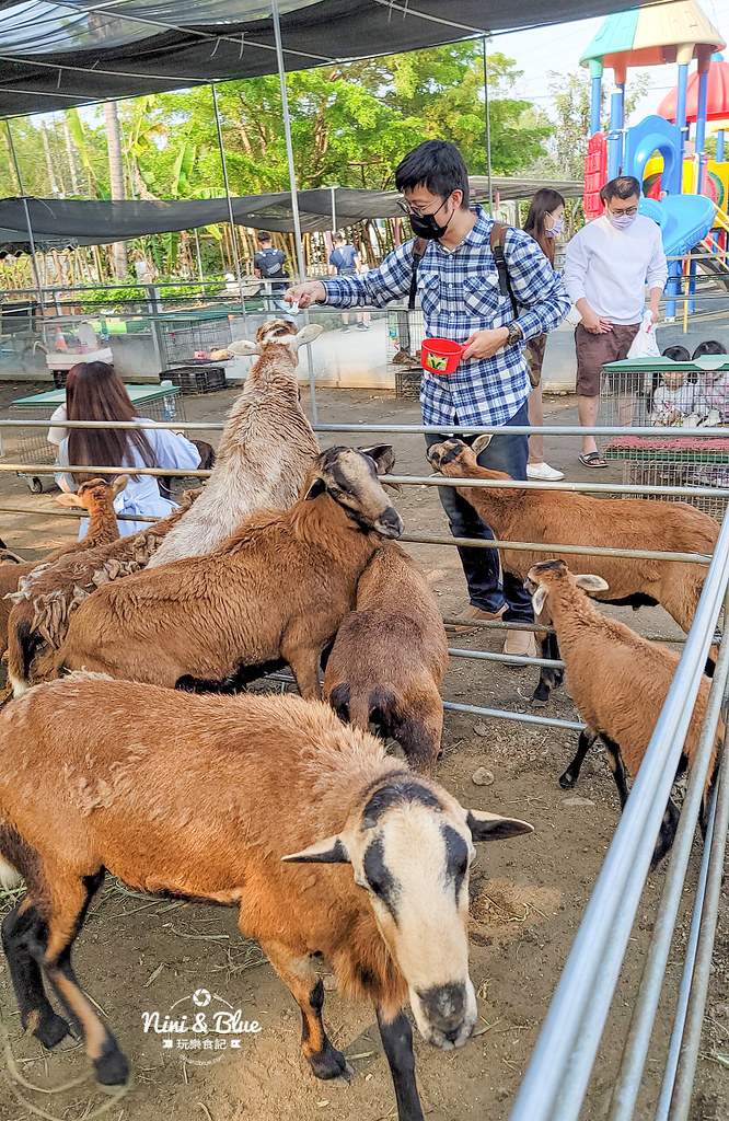 威爾森的農場 門票菜單台中景點餵動物19