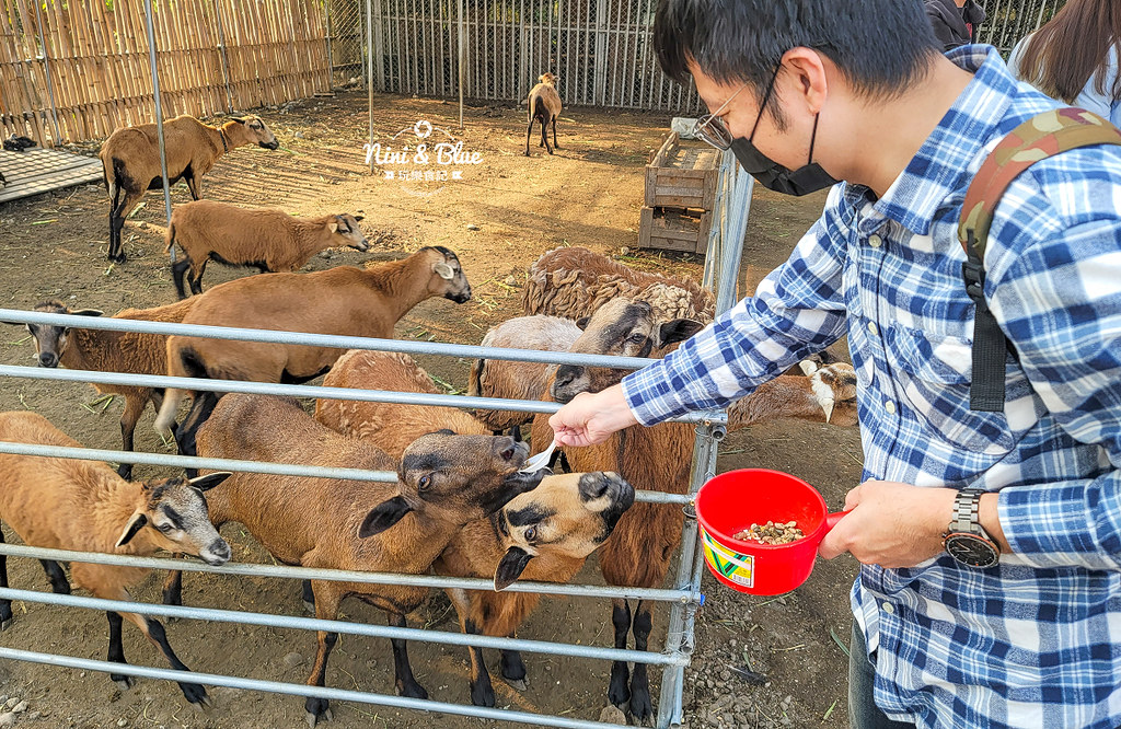 威爾森的農場 門票菜單台中景點餵動物18