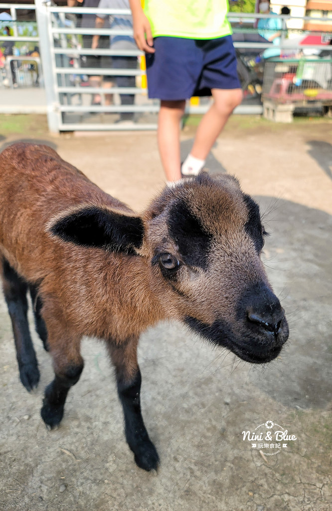 威爾森的農場 門票菜單台中景點餵動物05