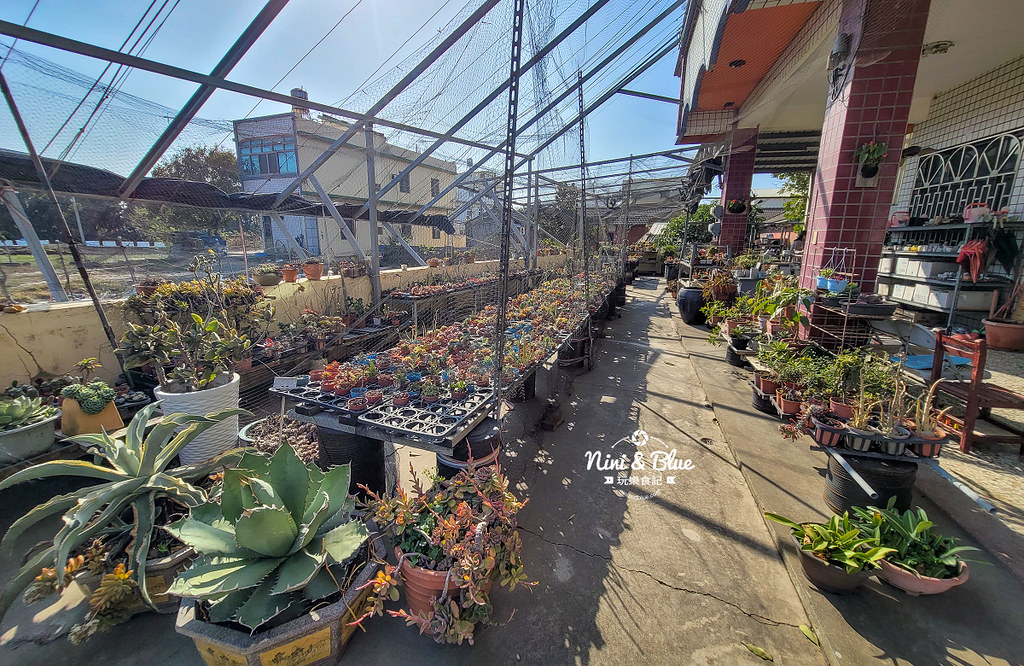 彰化線西鄉多肉園 繽紛多肉14