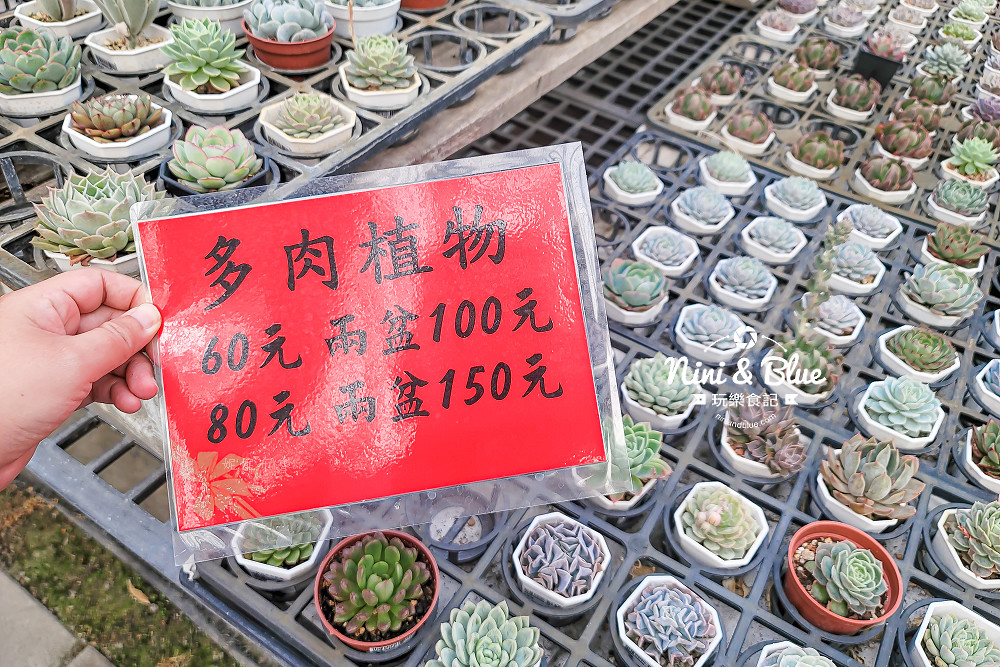台中后里 萌芳花卉農場 后里蘭花景點19 台中后里 萌芳花卉農場 后里蘭花景點19