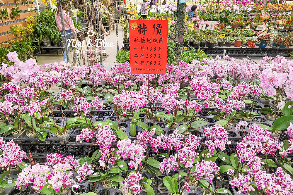 台中后里 萌芳花卉農場 后里蘭花景點16 台中后里 萌芳花卉農場 后里蘭花景點16