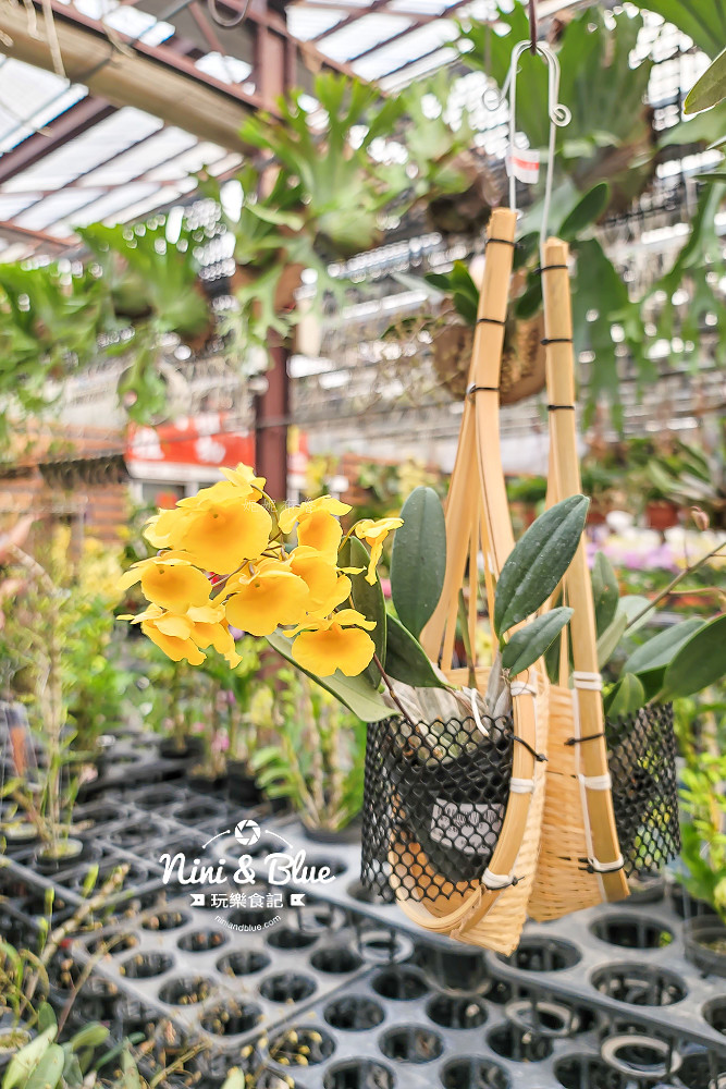 台中后里 萌芳花卉農場 后里蘭花景點14 台中后里 萌芳花卉農場 后里蘭花景點14